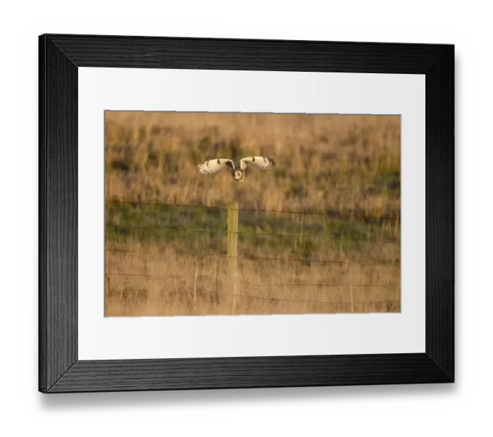 Framed Print : Short-eared Owl (Asio flammeus) adult, in flight, taking off from fencepost in grassland hunting habitat, Whitesands Framed Print : Short-eared Owl (Asio flammeus) adult, in flight, taking off from fencepost in grassland hunting habitat, Whitesands