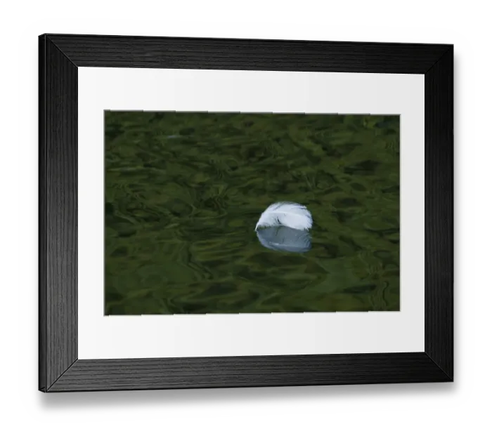 Framed Print : Single white feather floating on river, River Cray, Footscray Meadows Local Nature Reserve, Bexley, Kent, England Framed Print : Single white feather floating on river, River Cray, Footscray Meadows Local Nature Reserve, Bexley, Kent, England