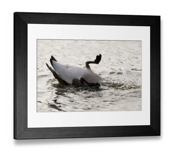 Framed Print : Canada Goose (Branta canadensis) introduced species, adult, turned completely upside down with head underwater Framed Print : Canada Goose (Branta canadensis) introduced species, adult, turned completely upside down with head underwater