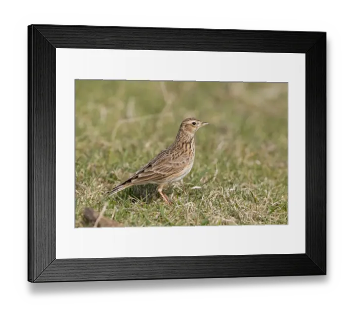 Framed Print : Skylark (Alauda arvensis) adult female, standing on grass in field, Suffolk, England, march Framed Print : Skylark (Alauda arvensis) adult female, standing on grass in field, Suffolk, England, march