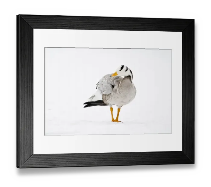 Framed Print : Bar-headed Goose (Anser indicus) adult, standing on snow in city parkland, Regents Park, London, England Framed Print : Bar-headed Goose (Anser indicus) adult, standing on snow in city parkland, Regents Park, London, England