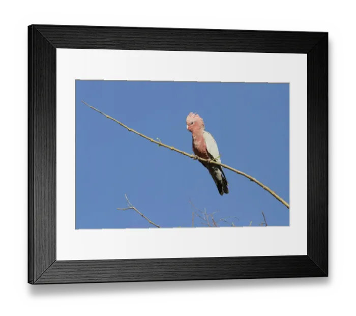 Framed Print : Galah (Eolophus roseicapillus) adult, perched on branch, Western Australia, Australia Framed Print : Galah (Eolophus roseicapillus) adult, perched on branch, Western Australia, Australia