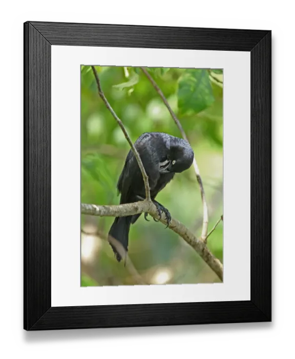 Framed Print : Greater Antillean Grackle (Quiscalus niger crassirostris) adult, preening, perched on branch, Linstead, Jamaica, april Framed Print : Greater Antillean Grackle (Quiscalus niger crassirostris) adult, preening, perched on branch, Linstead, Jamaica, april