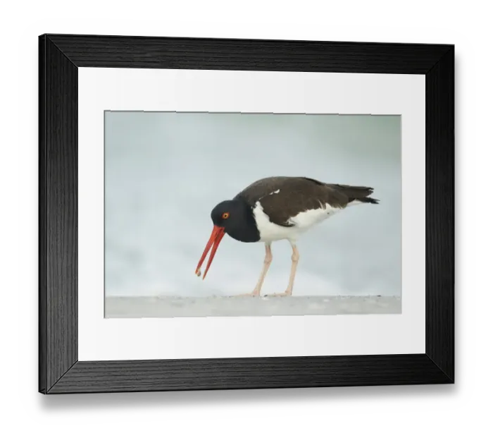 Framed Print : American Oystercatcher (Haematopus palliatus) adult, feeding on beach, Florida, U. S. A. february Framed Print : American Oystercatcher (Haematopus palliatus) adult, feeding on beach, Florida, U. S. A. february