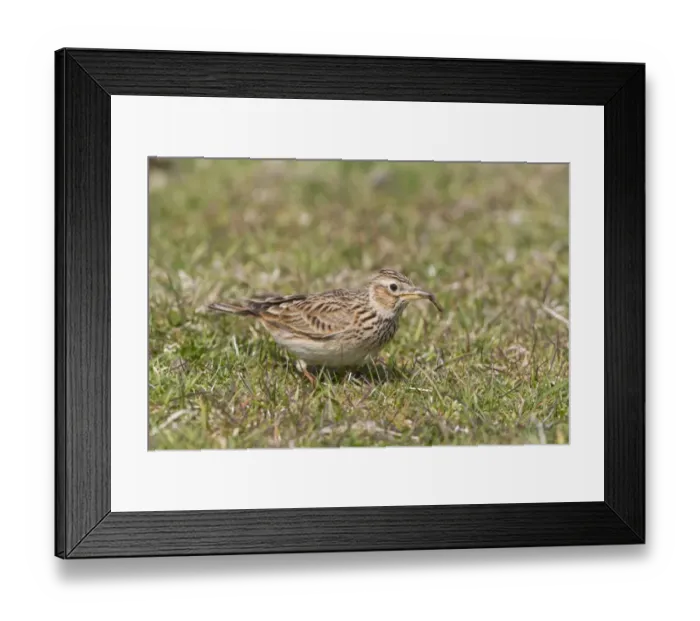 Framed Print : Skylark (Alauda arvensis) adult male, feeding on insect larva, Suffolk, England, april