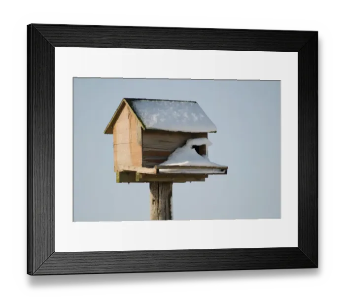 Framed Print : Barn Owl (Tyto alba) nestbox, covered in snow, Crossness Nature Resrve, Bexley, Kent, England, february Framed Print : Barn Owl (Tyto alba) nestbox, covered in snow, Crossness Nature Resrve, Bexley, Kent, England, february