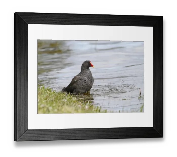 Framed Print : Dusky Moorhen (Gallinula tenebrosa) adult, bathing on lake in parkland, Perth, Western Australia, Australia Framed Print : Dusky Moorhen (Gallinula tenebrosa) adult, bathing on lake in parkland, Perth, Western Australia, Australia