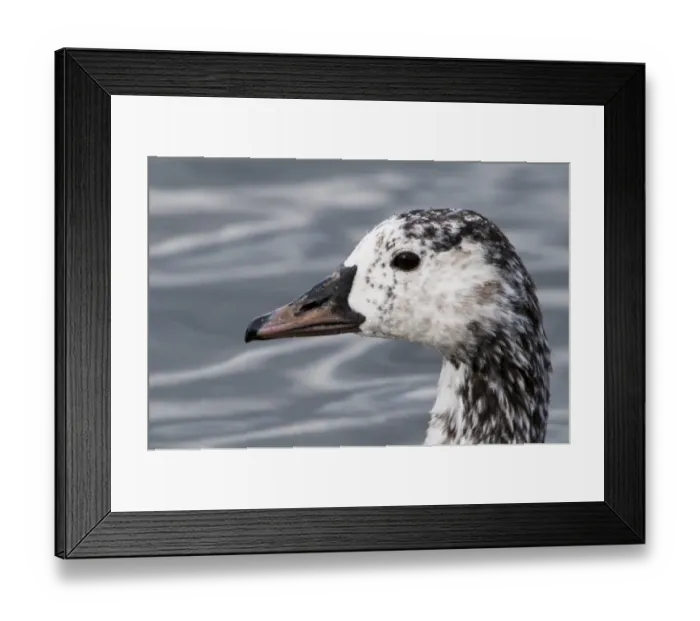 Framed Print : Canada Goose (Branta canadensis) x Greylag Goose (Anser anser) Canlag hybrid, adult, close-up of head Framed Print : Canada Goose (Branta canadensis) x Greylag Goose (Anser anser) Canlag hybrid, adult, close-up of head