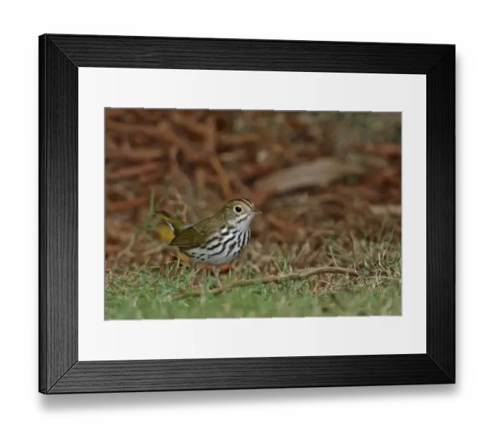 Framed Print : Ovenbird (Seiurus aurocapilla furvivor) adult, standing on ground, Port Antonio, Jamaica, april Framed Print : Ovenbird (Seiurus aurocapilla furvivor) adult, standing on ground, Port Antonio, Jamaica, april