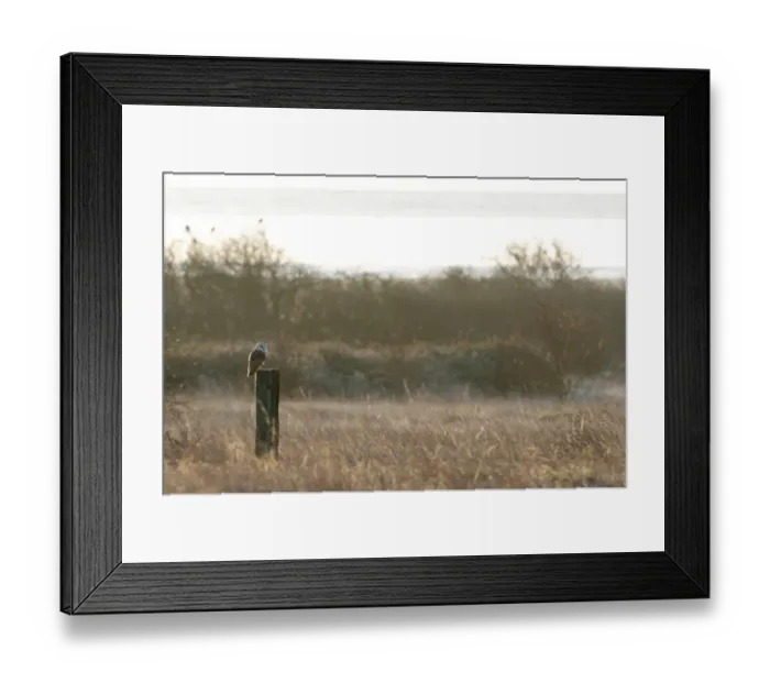 Framed Print : Barn Owl (Tyto alba) adult, perched on post in rough grassland habitat at sunrise, Isle of Sheppey, Kent, England Framed Print : Barn Owl (Tyto alba) adult, perched on post in rough grassland habitat at sunrise, Isle of Sheppey, Kent, England