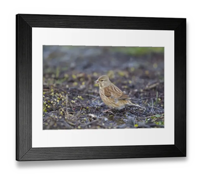 Framed Print : Eurasian Linnet (Carduelis cannabina) adult male, winter plumage, feeding on seed, Suffolk, England, january Framed Print : Eurasian Linnet (Carduelis cannabina) adult male, winter plumage, feeding on seed, Suffolk, England, january