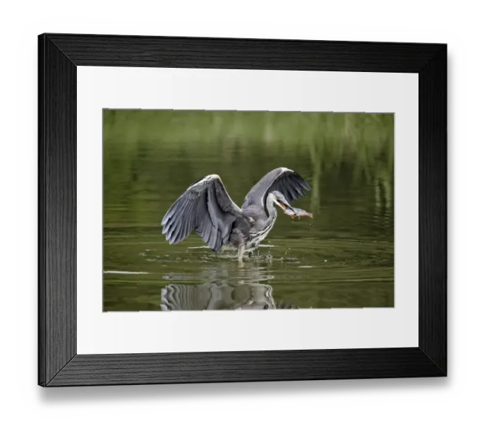 Framed Print : Grey Heron (Ardea cinerea) juvenile, with fish in beak, feeding in water, Midlands, England, august Framed Print : Grey Heron (Ardea cinerea) juvenile, with fish in beak, feeding in water, Midlands, England, august
