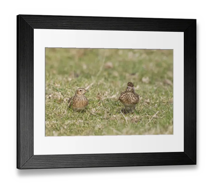 Framed Print : Skylark (Alauda arvensis) adult pair, standing on grass in field, Suffolk, England, march Framed Print : Skylark (Alauda arvensis) adult pair, standing on grass in field, Suffolk, England, march