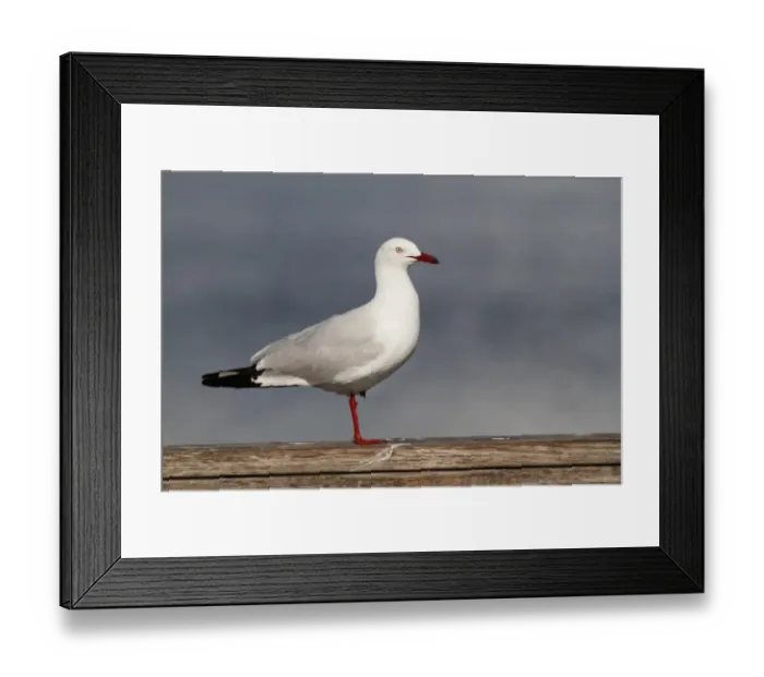 Framed Print : Silver Gull (Larus novaehollandiae) adult, standing on one leg, on wooden railing, Western Australia, Australia Framed Print : Silver Gull (Larus novaehollandiae) adult, standing on one leg, on wooden railing, Western Australia, Australia