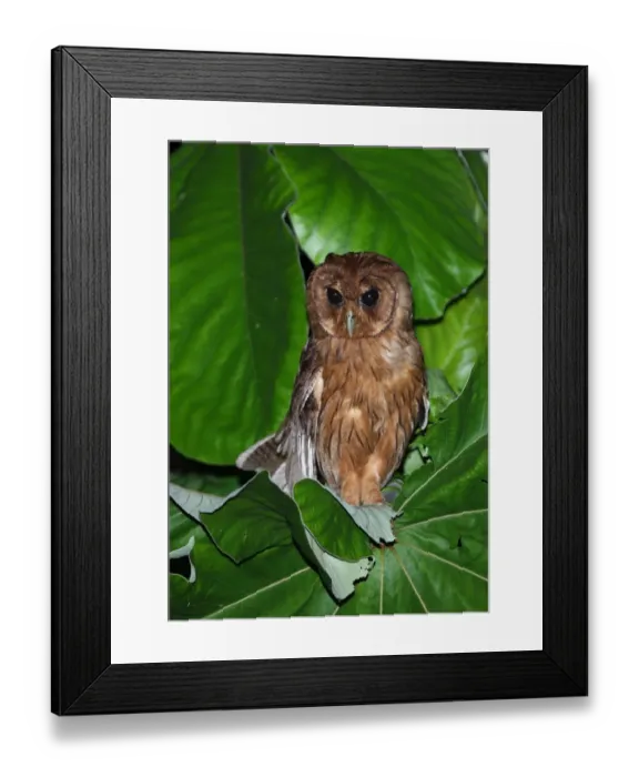 Framed Print : Jamaican Owl (Pseudoscops grammicus) adult, perched in vegetation, Port Antonio, Jamaica, march Framed Print : Jamaican Owl (Pseudoscops grammicus) adult, perched in vegetation, Port Antonio, Jamaica, march