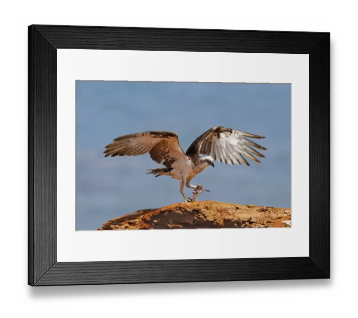 Framed Print : Osprey (Pandion haliaetus cristatus) Eastern subspecies, immature, feeding on fish catch, standing on rock