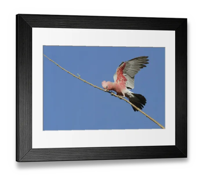 Framed Print : Galah (Eolophus roseicapillus) adult, with wings open, perched on branch, Western Australia, Australia Framed Print : Galah (Eolophus roseicapillus) adult, with wings open, perched on branch, Western Australia, Australia