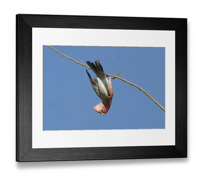 Framed Print : Galah (Eolophus roseicapillus) adult, hanging from branch, Western Australia, Australia Framed Print : Galah (Eolophus roseicapillus) adult, hanging from branch, Western Australia, Australia