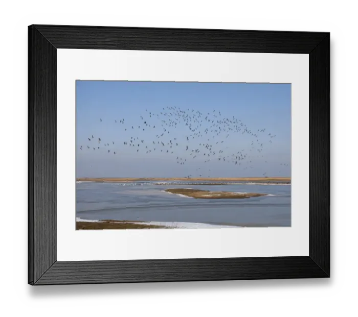 Framed Print : Brent Goose (Branta bernicla) flock, in flight over frozen coastal wetland habitat, Cley Marshes Reserve