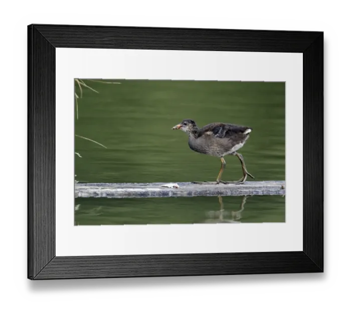 Framed Print : Common Moorhen (Gallinula chloropus) juvenile, walking on wooden plank in water, Midlands, England, july