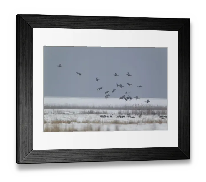 Framed Print : White-fronted Goose (Anser albifrons) flock, in flight, landing on snow covered grazing marsh habitat, Suffolk