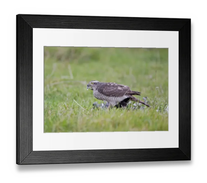 Framed Print : Eurasian Sparrowhawk (Accipiter nisus) adult female, feeding, plucking Northern Lapwing (Vanellus vanellus) Framed Print : Eurasian Sparrowhawk (Accipiter nisus) adult female, feeding, plucking Northern Lapwing (Vanellus vanellus)