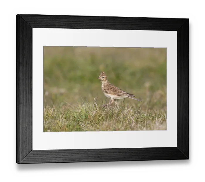 Framed Print : Skylark (Alauda arvensis) adult male, standing on grass, Suffolk, England, april Framed Print : Skylark (Alauda arvensis) adult male, standing on grass, Suffolk, England, april