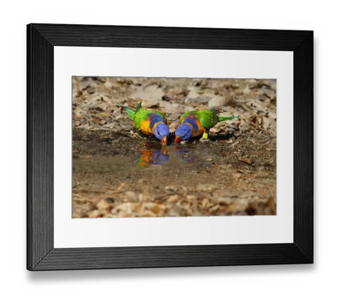 Framed Print : Red-collared Lorikeet (Trichoglossus rubritorquis) two adults, drinking from puddle, Northern Territory, Australia Framed Print : Red-collared Lorikeet (Trichoglossus rubritorquis) two adults, drinking from puddle, Northern Territory, Australia