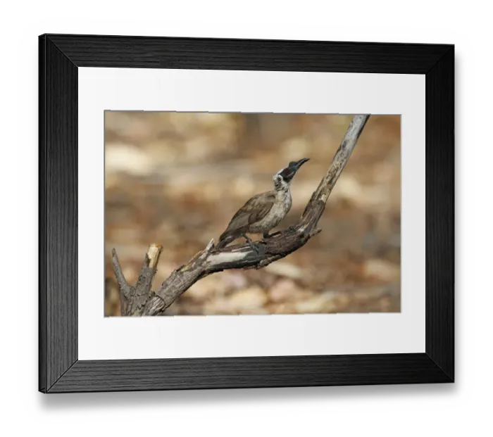 Framed Print : Helmeted Friarbird (Philemon buceroides) adult, perched on branch, Northern Territory, Australia