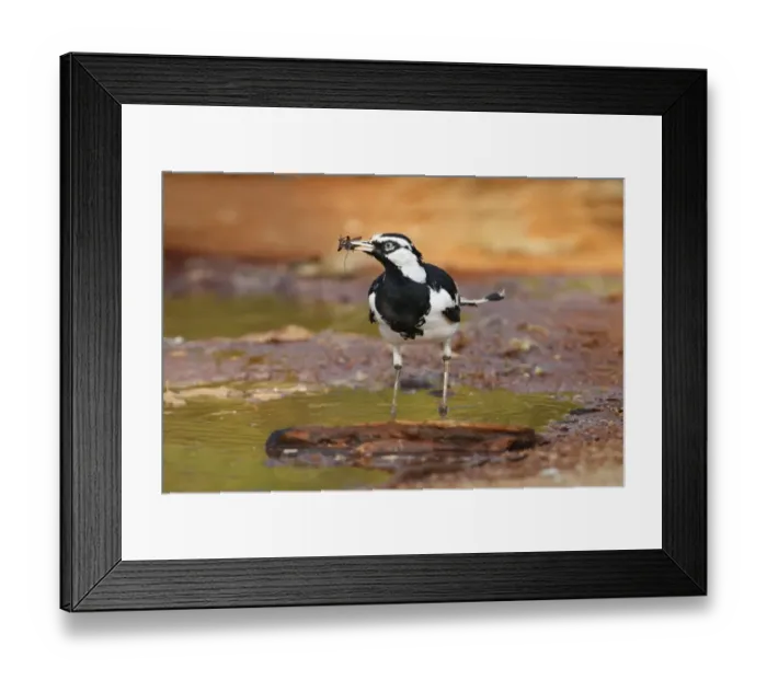 Framed Print : Australian Magpie-lark (Grallina cyanoleuca) adult male, feeding, with insect in beak, standing in puddle Framed Print : Australian Magpie-lark (Grallina cyanoleuca) adult male, feeding, with insect in beak, standing in puddle