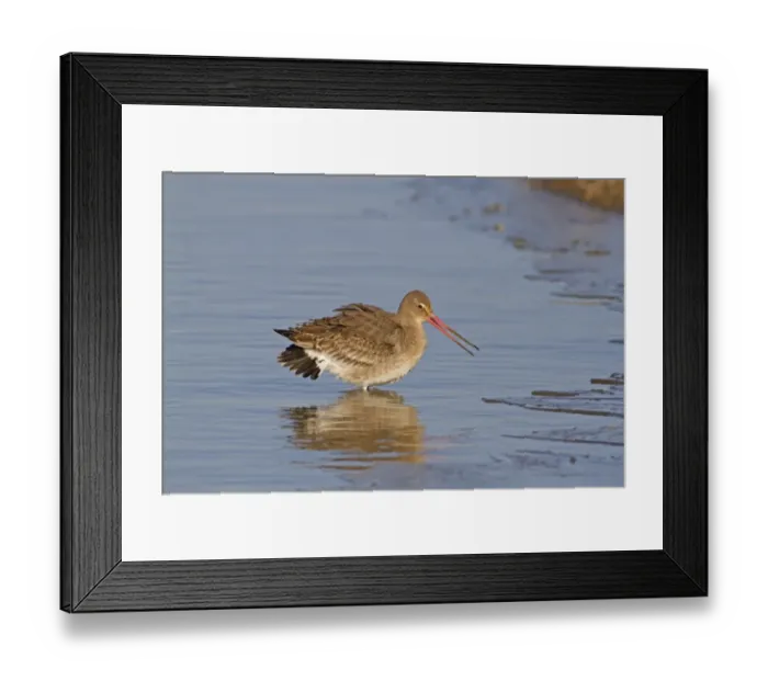Framed Print : Black-tailed Godwit (Limosa limosa) adult, winter plumage, in aggressive posture Framed Print : Black-tailed Godwit (Limosa limosa) adult, winter plumage, in aggressive posture