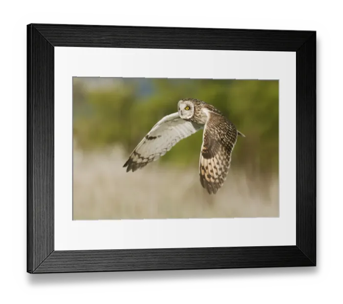 Framed Print : Short-eared Owl (Asio flammeus) adult, in flight, hunting over rough grassland, Isle of Sheppey, Kent, England, march Framed Print : Short-eared Owl (Asio flammeus) adult, in flight, hunting over rough grassland, Isle of Sheppey, Kent, England, march