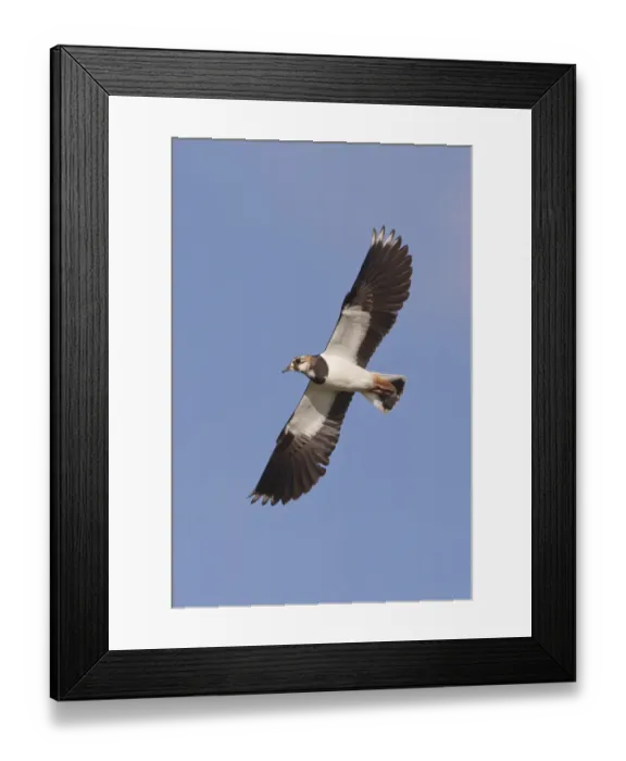 Framed Print : Northern Lapwing (Vanellus vanellus) adult, in flight, Suffolk, England, march Framed Print : Northern Lapwing (Vanellus vanellus) adult, in flight, Suffolk, England, march