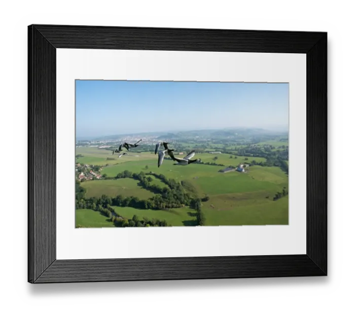 Framed Print : Barnacle Goose (Branta leucopsis) adults, flock in flight over countryside, England, september Framed Print : Barnacle Goose (Branta leucopsis) adults, flock in flight over countryside, England, september