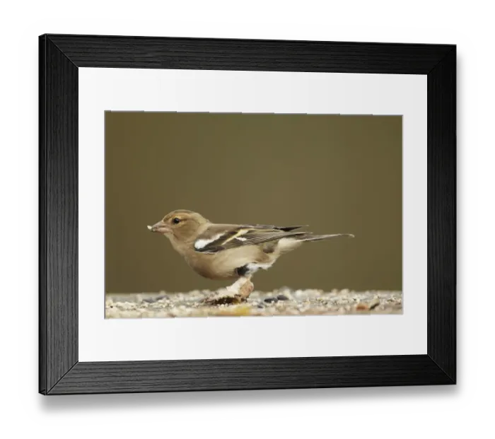 Framed Print : Chaffinch (Fringilla coelebs) adult female, with legs covered in scales caused by Knemidocoptes mites Framed Print : Chaffinch (Fringilla coelebs) adult female, with legs covered in scales caused by Knemidocoptes mites