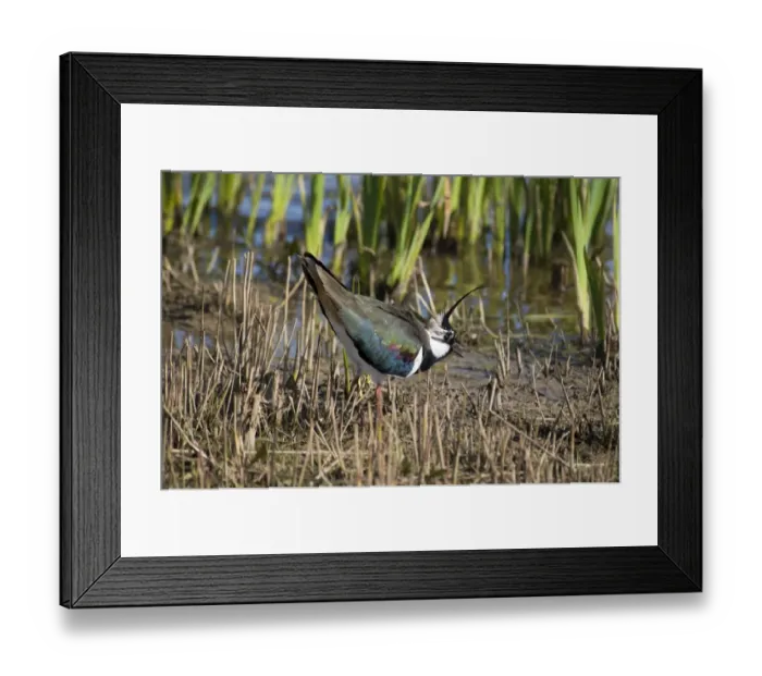 Framed Print : Northern Lapwing (Vanellus vanellus) adult male, summer plumage, displaying at edge of reedbed, Minsmere RSPB Reserve Framed Print : Northern Lapwing (Vanellus vanellus) adult male, summer plumage, displaying at edge of reedbed, Minsmere RSPB Reserve