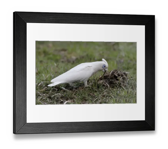 Framed Print : Little Corella (Cacatua sanguinea) adult, collecting stick from ground, Northern Territory, Australia Framed Print : Little Corella (Cacatua sanguinea) adult, collecting stick from ground, Northern Territory, Australia