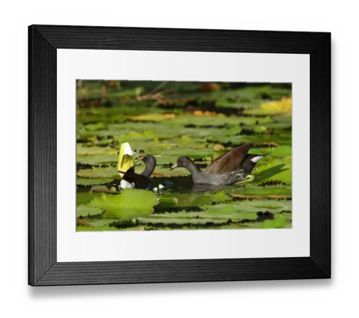 Framed Print : Common Moorhen (Gallinula chloropus cerceris) two immatures, feeding on waterlily flower, Hope Gardens, Jamaica, april Framed Print : Common Moorhen (Gallinula chloropus cerceris) two immatures, feeding on waterlily flower, Hope Gardens, Jamaica, april