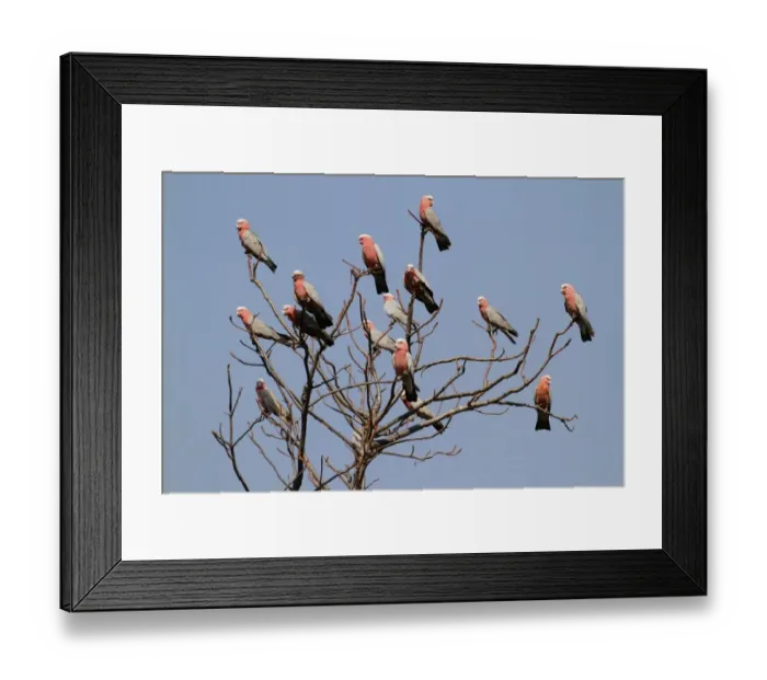 Framed Print : Galah (Eolophus roseicapillus) flock, perched on bare tree, Western Australia, Australia