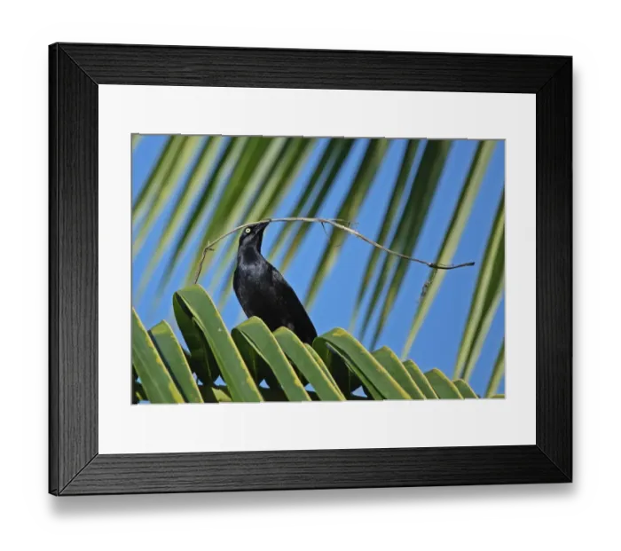 Framed Print : Greater Antillean Grackle (Quiscalus niger crassirostris) adult, collecting nesting material, perched on palm frond Framed Print : Greater Antillean Grackle (Quiscalus niger crassirostris) adult, collecting nesting material, perched on palm frond