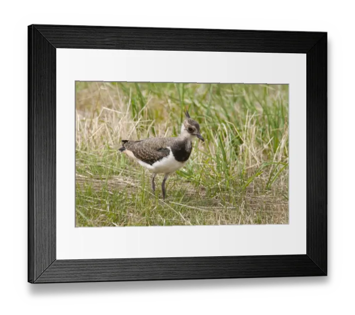 Framed Print : Northern Lapwing (Vanellus vanellus) juvenile, standing in meadow, Isle of Sheppey, Kent, England, august Framed Print : Northern Lapwing (Vanellus vanellus) juvenile, standing in meadow, Isle of Sheppey, Kent, England, august
