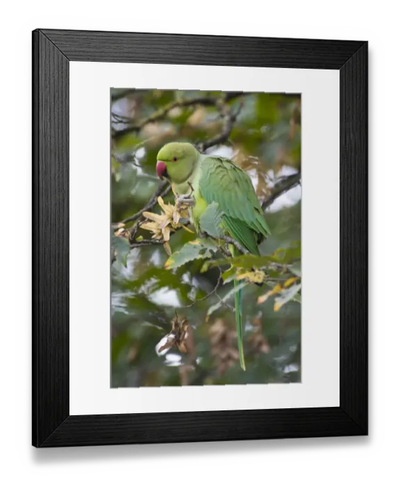 Framed Print : Rose-ringed Parakeet (Psittacula krameri) introduced species, adult female, feeding on seeds in tree, Richmond Park Framed Print : Rose-ringed Parakeet (Psittacula krameri) introduced species, adult female, feeding on seeds in tree, Richmond Park
