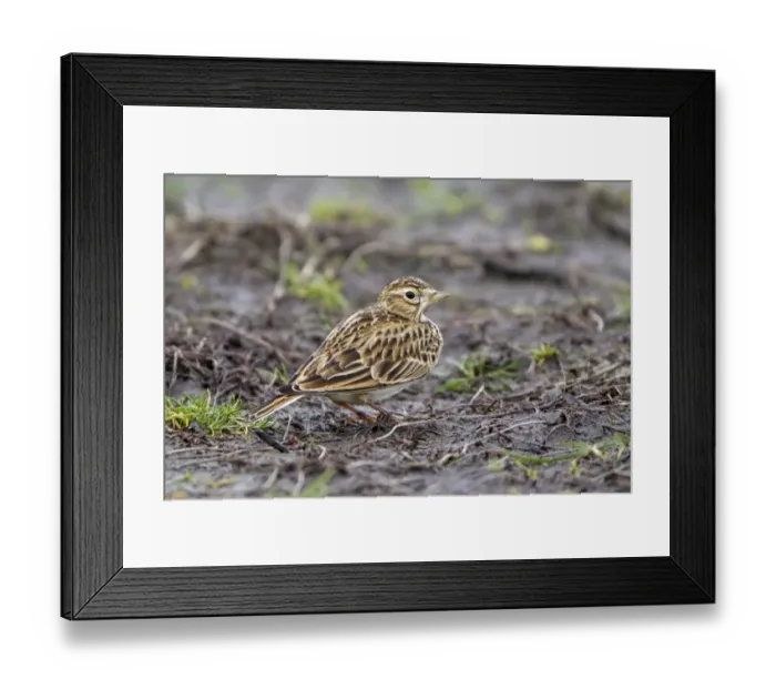 Framed Print : Skylark (Alauda arvensis) adult, standing on mud in field, Suffolk, England, january Framed Print : Skylark (Alauda arvensis) adult, standing on mud in field, Suffolk, England, january