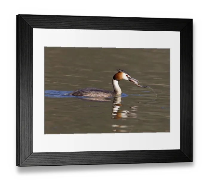 Framed Print : Great Crested Grebe (Podiceps cristatus) adult, swimming, with fish in beak, Powys, Wales, march Framed Print : Great Crested Grebe (Podiceps cristatus) adult, swimming, with fish in beak, Powys, Wales, march