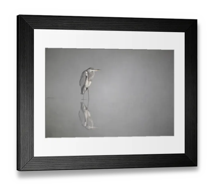 Framed Print : Common Toad (Bufo bufo) tadpole, viewed from underneath, Belvedere, Bexley, Kent, England Framed Print : Common Toad (Bufo bufo) tadpole, viewed from underneath, Belvedere, Bexley, Kent, England