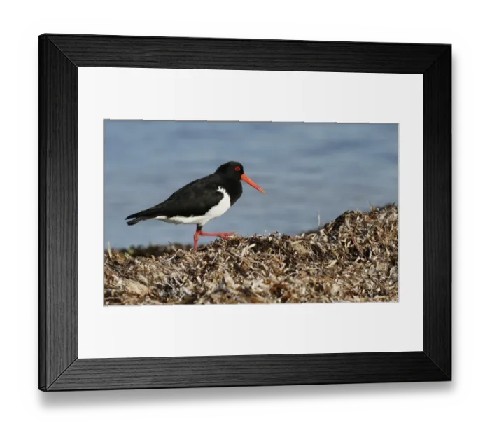 Framed Print : Pied Oystercatcher (Haematopus longirostris) adult, foraging amongst stranded seaweed on seashore, Western Australia
