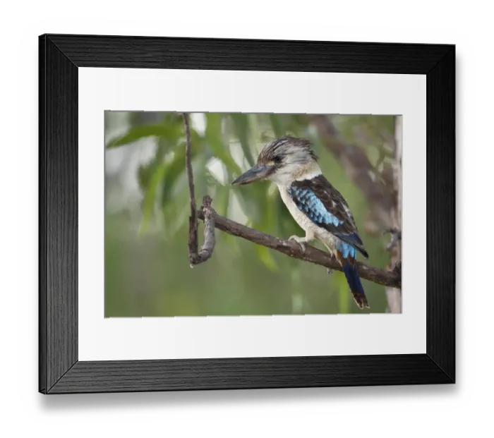 Framed Print : Blue-winged Kookaburra (Dacelo leachii) adult male, perched on branch, Northern Territory, Australia Framed Print : Blue-winged Kookaburra (Dacelo leachii) adult male, perched on branch, Northern Territory, Australia