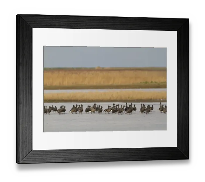 Framed Print : Brent Goose (Branta bernicla) flock, walking across ice in coastal wetland habitat, Cley Marshes Reserve Framed Print : Brent Goose (Branta bernicla) flock, walking across ice in coastal wetland habitat, Cley Marshes Reserve