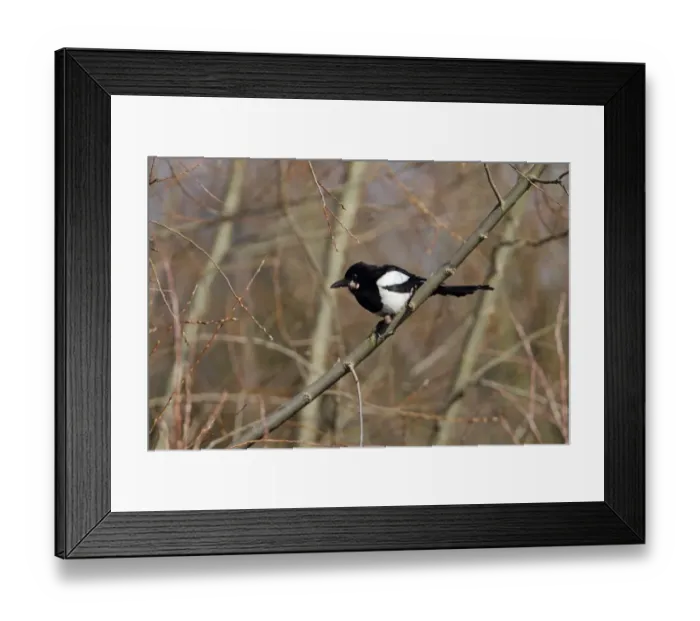 Framed Print : Common Magpie (Pica pica) adult, with tumor growth on head and feet, perched on branch in woodland, Hertfordshire Framed Print : Common Magpie (Pica pica) adult, with tumor growth on head and feet, perched on branch in woodland, Hertfordshire