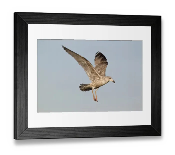 Framed Print : Herring Gull (Larus argentatus) juvenile, first winter plumage, in flight, Suffolk, England, january Framed Print : Herring Gull (Larus argentatus) juvenile, first winter plumage, in flight, Suffolk, England, january
